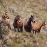 Centre de remise en forme chevaux