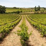 trouver-domaine-viticole-a-vendre