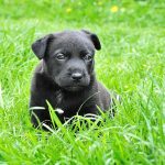 Alimentation pour chien