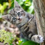 L'arbre à chat est-il un jouet essentiel ?