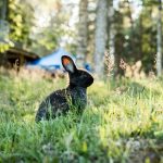 Les essentiels pour bien élever vos lapins