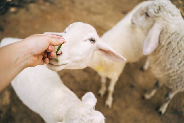 Soins moutons : les produits indispensables à prévoir