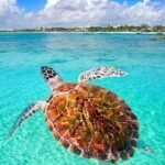 Une tortue marine nage dans une eau turquoise peu profonde avec une côte en arrière-plan.