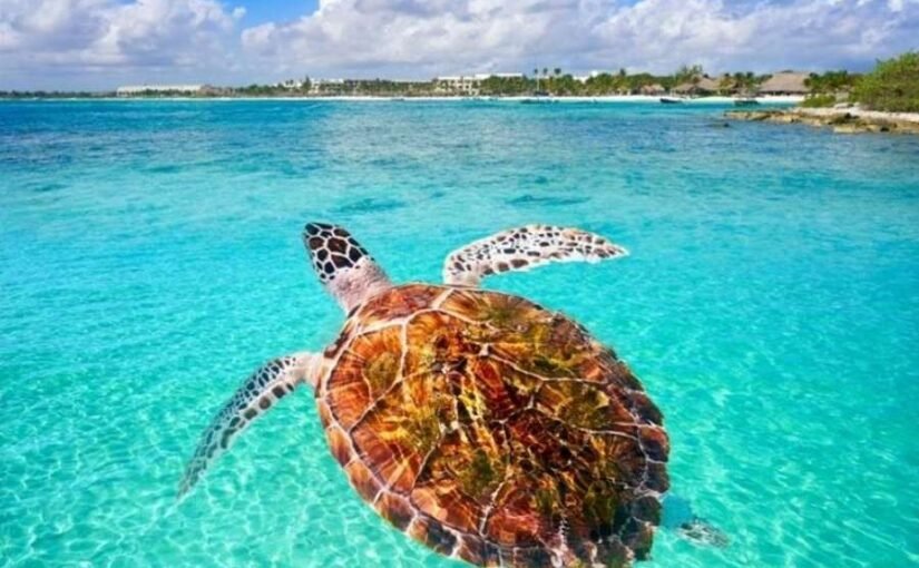 Une tortue marine nage dans une eau turquoise peu profonde avec une côte en arrière-plan.